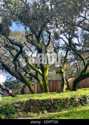 Querce mature con tronchi ricoperti di muschio sorgono su una collina erbosa, illuminata dalla luce soffusa del sole in un ambiente boschivo della California. Foto Stock