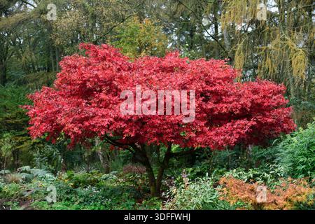 Acer palmatum Osakazuki, acero giapponese, acero giapponese, foglie rosse, fogliame rosso, autunno, colore autunnale, colori, fogliame, albero giardino, fieryfoliage, scarlatto Foto Stock