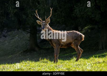 Cervo rosso ruvido (Cervus elaphus) cervo in praterie ai margini della foresta che muta nel suo cappotto estivo rosso durante la muta primaverile Foto Stock