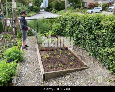 Una donna bagna un terreno di un giardino comunitario Foto Stock