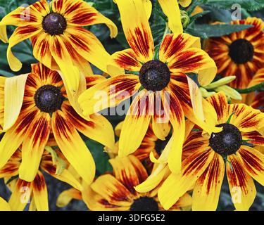 Vista dall'alto di molti fiori di rudbecca gialli e arancioni Foto Stock