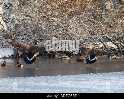 Oche del Canada (Branta canadensis) atterrando in acqua dolce fredda con ali sparse, scena invernale, comportamento di gruppo, sponda nevosa, Europa. Foto Stock