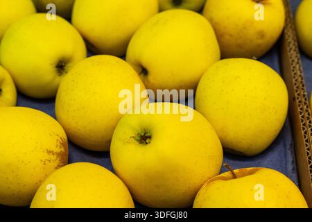 Molte mele gialle sono disposte in modo ordinato in un'esposizione al mercato. Variano leggermente nella forma e nelle dimensioni. L'impostazione è ben illuminata e mostra le brillanti mele Foto Stock