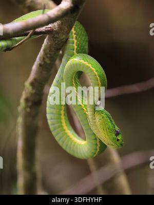 vipera di palme a righe laterali appesa su un albero nella foresta pluviale di Monteverde in Costa Rica Foto Stock