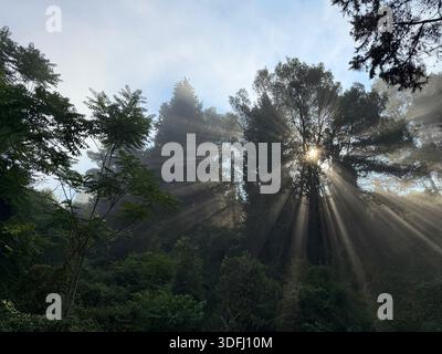 Il sole splende tra gli alberi della foresta nella nebbia mattutina. Foto Stock