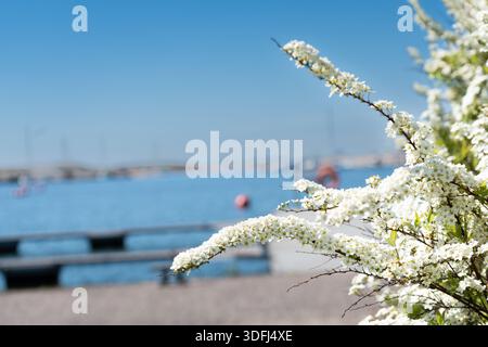 I delicati fiori di Spiraea thunbergii si stagliano graziosamente contro il blu calmo del mare, creando un bel contrasto tra i fiori tenui e l'aperto Foto Stock