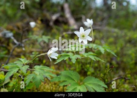Delicati fiori di anemone di legno bianco fioriscono in un lussureggiante ambiente verde della foresta Foto Stock
