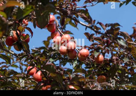 Japanische Blutpflaume, Prunus cerasifera // prugna giapponese, Prunus cerasifera - 20250718 PD16572 Foto Stock