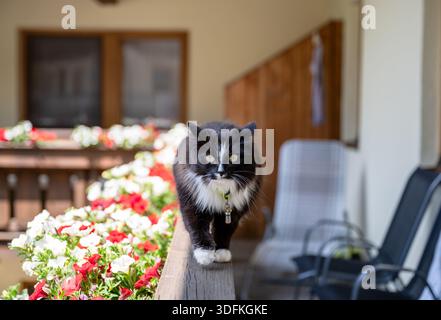 Gatto soffice bianco e nero che cammina lungo la ringhiera del balcone con fiori colorati nella soleggiata luce estiva Foto Stock