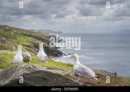 Seagull seduto su rocce e cantare con le querce aperte che puntano verso l'alto, bella costa della Wild Atlantic Way in background, Dingle, Kerry, Irlanda Foto Stock