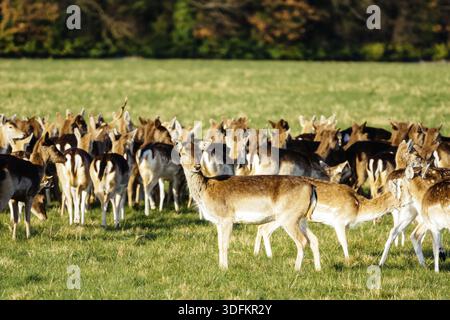Grande mandria di cervi, Cervus Elaphus, nel pascolo o prato dei loro habitat, Dublino, Phoenix Park, Irlanda Foto Stock