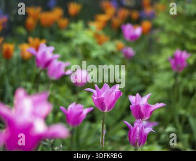 Rosa in fiore tulipano in un giardino, fotografati con una messa a fuoco selettiva e una profondità di campo ridotta, sfondo sfocato Foto Stock