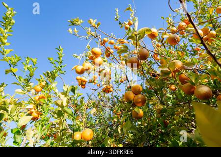 Le arance brillanti sono appese pesanti sui rami frondosi sotto un cielo azzurro. Una vivace scena di frutteti illuminati dal sole che cattura frutta matura, calore e ab naturale Foto Stock