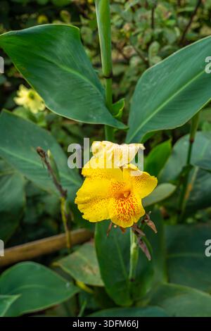 Canna 'Yellow King Humbert' , canna Lily, Baguio, Filippine Foto Stock
