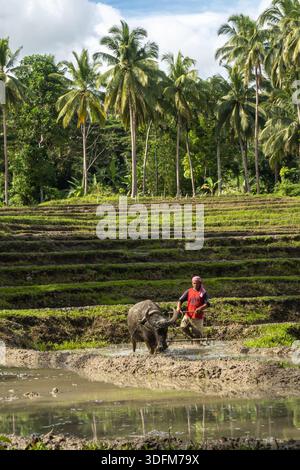 Contadino e bufalo d'acqua che arano una risaia in un campo terrazzato, Bohol, Filippine Foto Stock