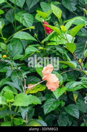 Fiore della pianta tropicale dell'ibisco, un cultivar dell'Hibiscus rosa-sinensis. Baguio, Filippine Foto Stock