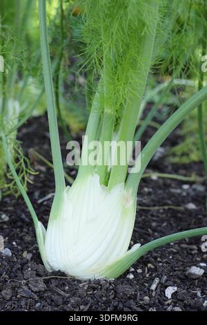 Foeniculum vulgare var. azorico. "Dragon" F1 Firenze finocchio, pregiato per steli aromatizzati all'anice che crescono in un orto. Foto Stock