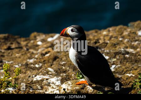 Veduta di un sorprendente Puffin Atlantico con il suo vivace becco e piumaggio che si erge orgogliosamente sulle aspre scogliere testurizzate, contro il mare blu scuro, Sauda Foto Stock