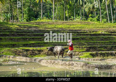 Contadino e bufalo d'acqua che arano una risaia in un campo terrazzato, Bohol, Filippine Foto Stock