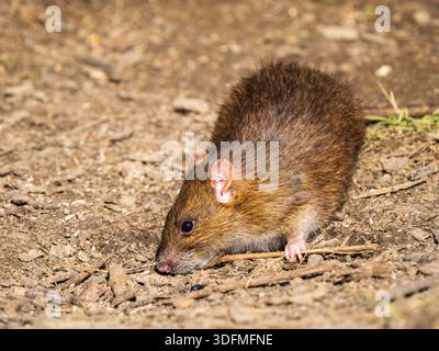 Un ratto bruno che si nutre a terra Foto Stock