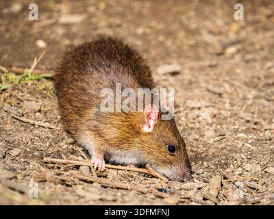 Un ratto bruno che si nutre a terra Foto Stock