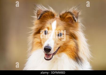 Il simpatico collie delle shetland corre sul prato verde. Animali domestici. Cane di razza pura. Il cucciolo di cane da pastore rossastro delle shetland corre sul prato verde. Shetland c Foto Stock