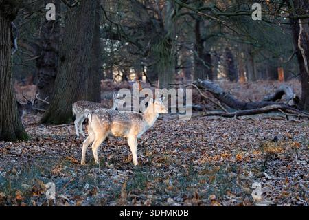 Un giovane cecchino di cervo (Dama dama) si trova nel bosco in inverno in una mattina ghiacciata a Richmond Park, Richmond upon Thames, Greater London, Inghilterra Foto Stock