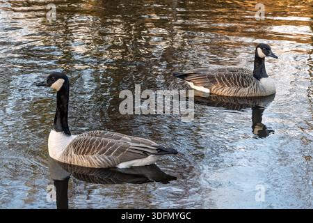 Un paio di oche del Canada sull'acqua del canale riflettente. Foto Stock