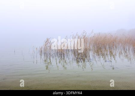 Canne comuni (Phragmites australis / Phragmites communis) in letto di canne/canne nelle zone umide durante la nebbia mattutina in inverno Foto Stock