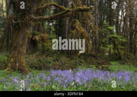 Fiori selvatici viola fioriscono su un terreno boschivo ricoperto di muschio e felci sotto rami di alberi gnarati e drappeggiati di muschio in un fitto bosco. Foto Stock
