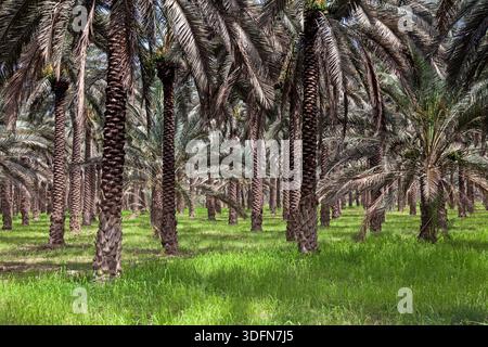Vista delle alte palme da dattero sorgono da un tappeto di erba verdeggiante, le loro fronde creano una tettoia ombrosa sopra, illuminando la scena serena, Khairpu Foto Stock