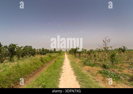 La vista di un sentiero sterrato si estende attraverso un campo verdeggiante sotto un cielo nebbioso, fiancheggiato da vegetazione lussureggiante e alberi, creando una scena tranquilla, Changa Manga, P. Foto Stock