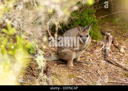 Un wallaby dama che è una specie invasiva in nuova Zelanda Foto Stock
