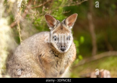 Un wallaby dama che è una specie invasiva in nuova Zelanda Foto Stock