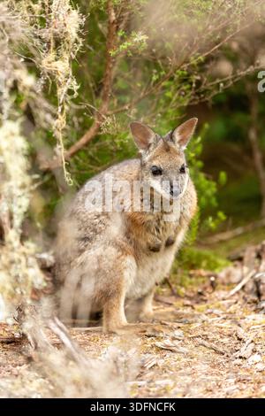 Un wallaby dama che è una specie invasiva in nuova Zelanda Foto Stock
