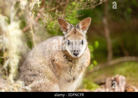 Un wallaby dama che è una specie invasiva in nuova Zelanda Foto Stock