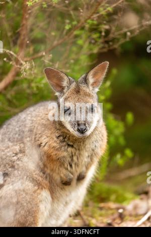 Un wallaby dama che è una specie invasiva in nuova Zelanda Foto Stock