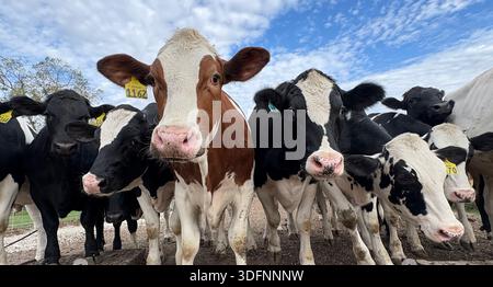 Vita agricola del Minnesota meridionale Foto Stock