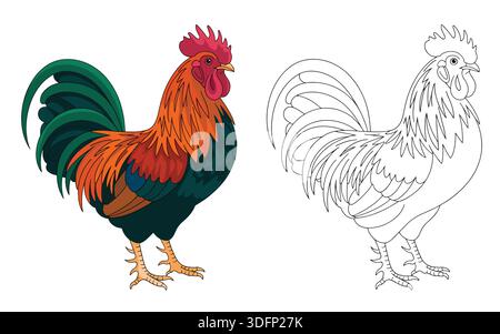 Illustrazione a colori di un gallo di fattoria e il suo contorno disegnato fianco a fianco, isolato su sfondo bianco, vista laterale completa. Illustrazione Vettoriale