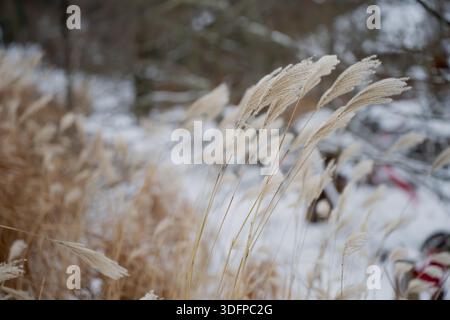 Teste di semi di erba beige secche in piedi nel campo invernale, primo piano di canne come piante con sfondo innevato e morbidi alberi bokeh all'aperto Foto Stock