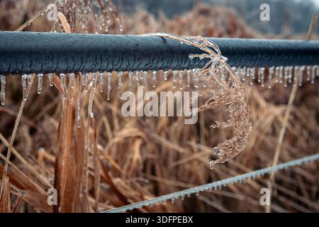 Le barre di metallo ghiacciato si innalzano sopra la neve e la vegetazione di canne marroni. Foto Stock