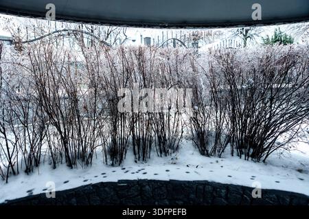 Cespugli ghiacciati con rami ghiacciati in un parco invernale. Tranquillo scenario stagionale. Foto Stock