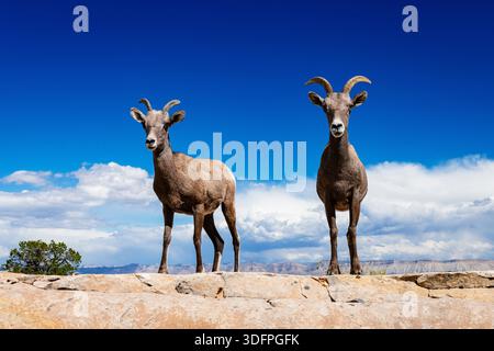Vista ravvicinata di giovani grandi pecore di corno Foto Stock