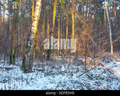 sole mattutino invernale nella foresta - paesaggio forestale in una mattina d'inverno Foto Stock