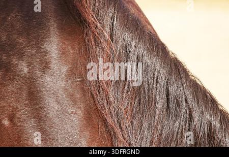 Primo piano del cappotto equino e della criniera in luce naturale Foto Stock