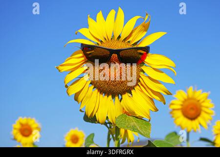 Fiorite con stile, un vivace girasole di colore con occhiali da sole in giardino Foto Stock