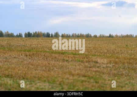 Un vasto e pittoresco paesaggio agricolo caratterizzato da vibranti campi dorati sotto un cielo tranquillo e sereno Foto Stock