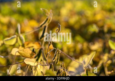 Cialde di soia essiccate su steli sottili, semi visibili all'interno di cialde divise, profondità di campo ridotta per isolare i colori autunnali terrosi, perfetti per se Foto Stock