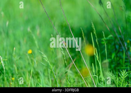 Un primo piano di libellula appollaiata sul fusto della pianta. Uno scatto selettivo di una libellula arancione su una pianta Foto Stock