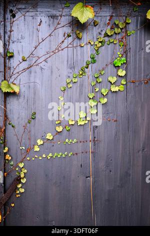 Un dettagliato primo piano ad alta risoluzione di vigne di edera con foglie a forma di cuore che si arrampicano su una recinzione o una parete in legno grigio scuro e intempestivo. Foto Stock